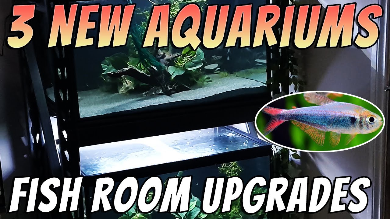 Fish Room Upgrades - New Custom Aquariums - New Fish