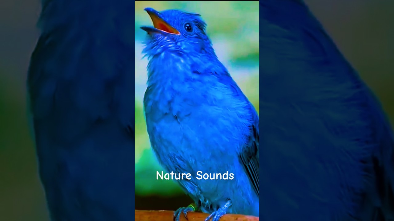 Most elegant sound of a bird #lovelysound#viralshort