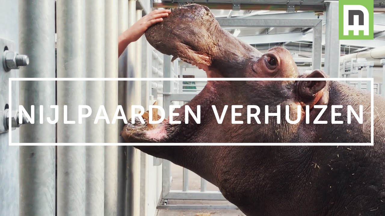 DIERENPARK EMMEN | Verhuizing van de nijlpaarden