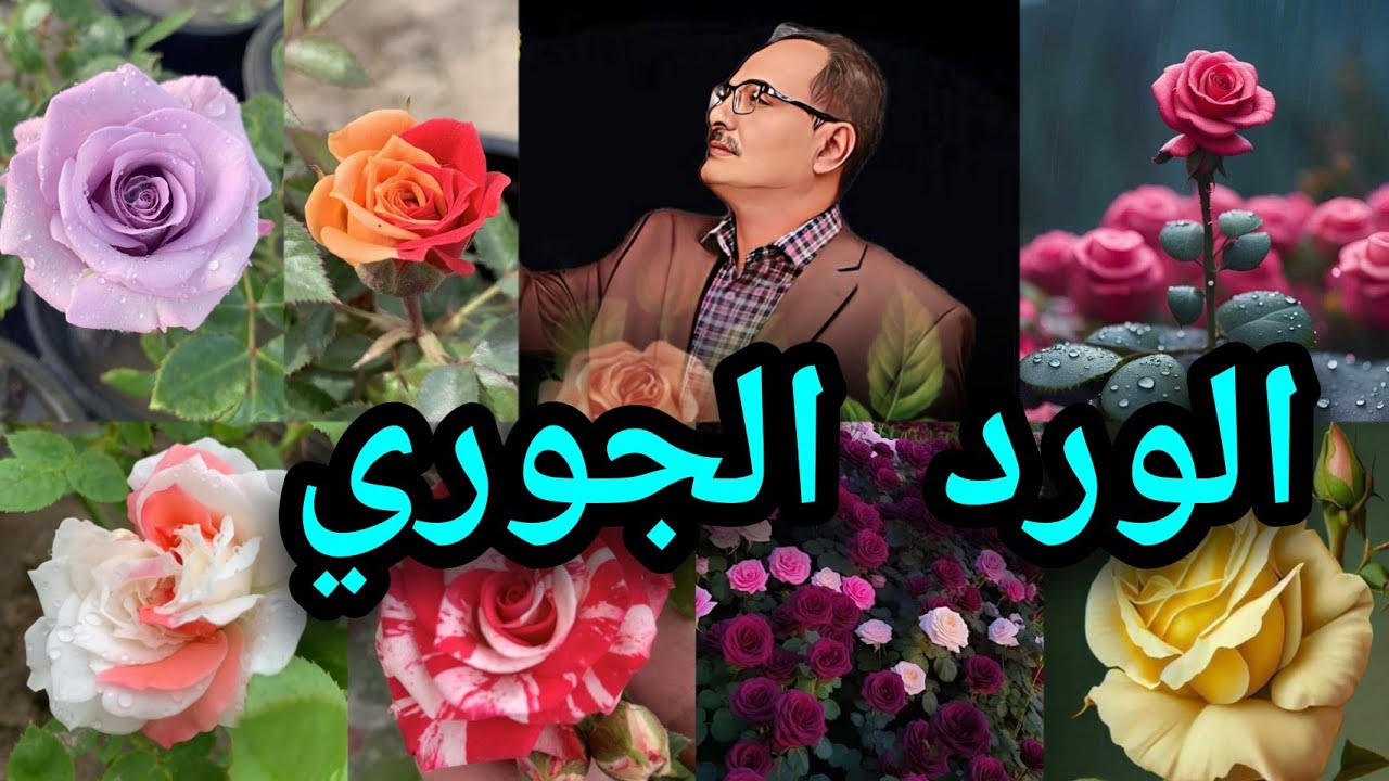 الورد الجوري يمكن زراعته حتى في الحديقة التي تربتها لا تصلح للزراعة ازرع مع ابو عبد الرحمن