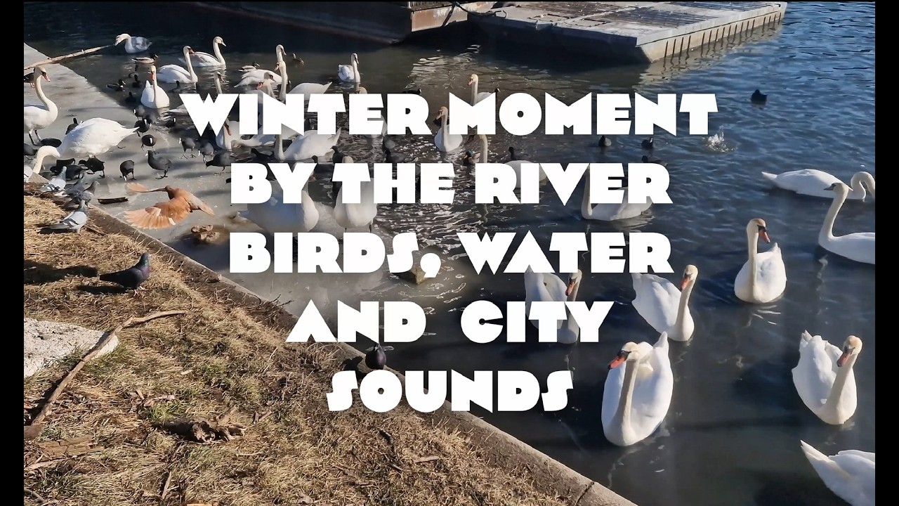 Winter moment by the river, birds, water and city sounds