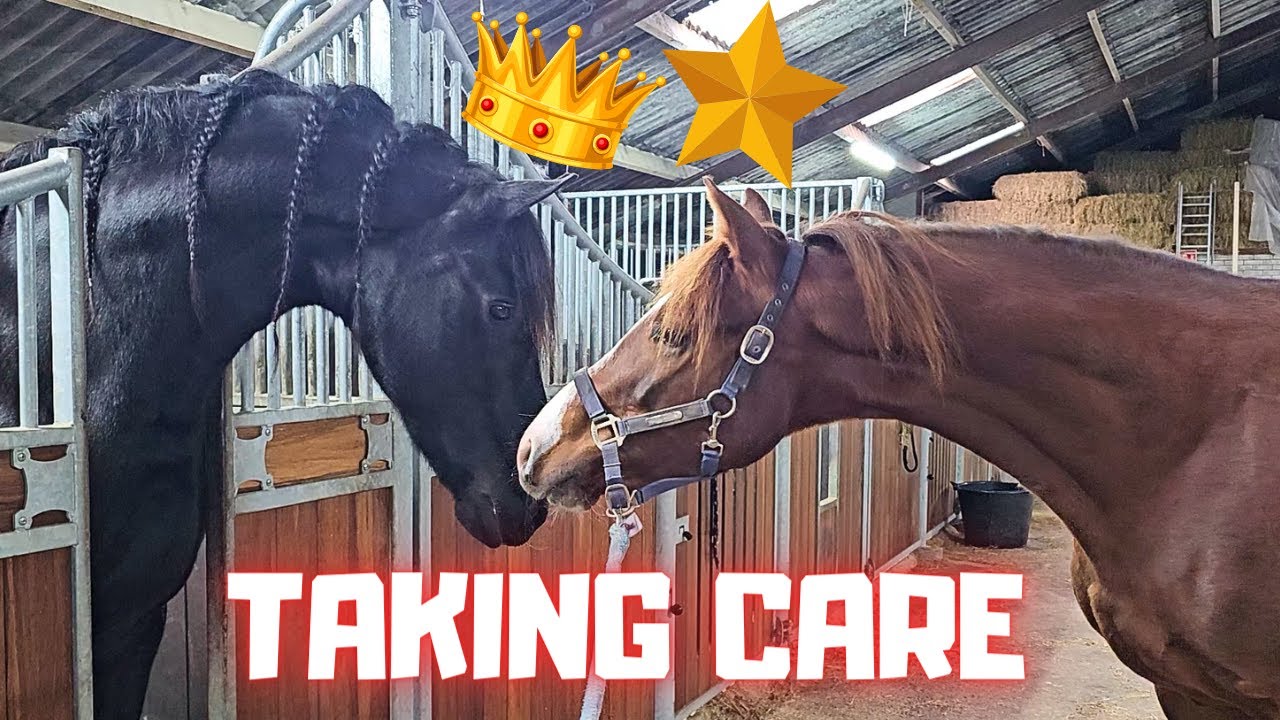 Taking care of Rising Star⭐| Do Queen👑Uniek & Spidey look alike? | Friesian Horses