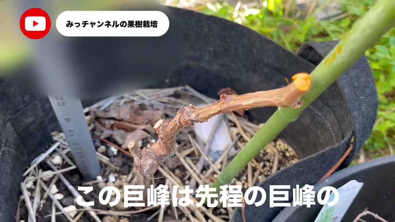 ぶどうの切り戻しをした動画です。