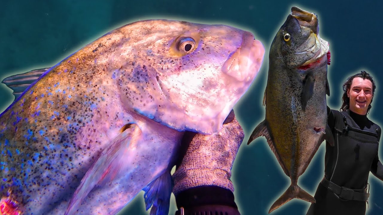 HUGE OMILU ULUA BENT MY SPEAR!! (Spearfishing Hawaii)