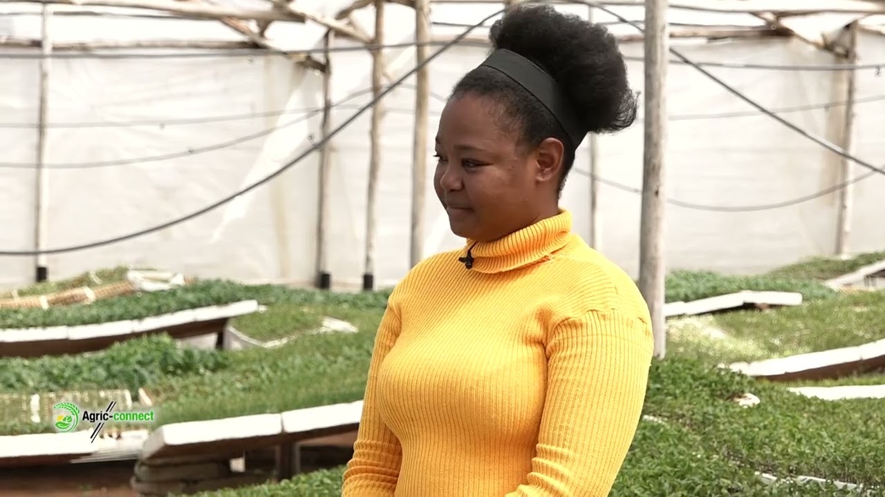 Inside a Vegetable Seed Nursery | Agric Connect Zimbabwe S1
