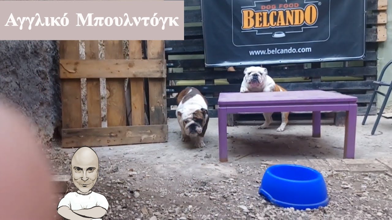Αγγλικό Μπουλντόγκ - English Bulldog. Με την εκτροφέα Σίσσυ Αδραμιτλή! Επ. 7