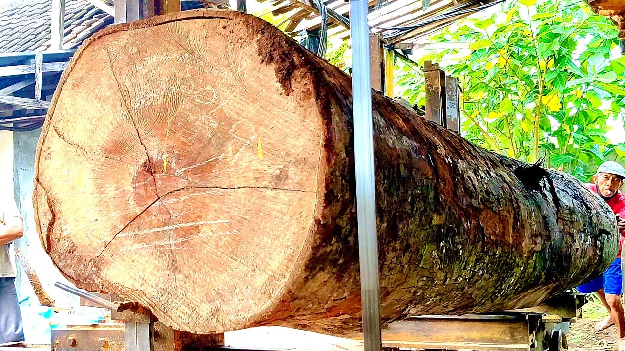 The dangerous process of sawing a giant durian tree into thick, expensive sheets of board