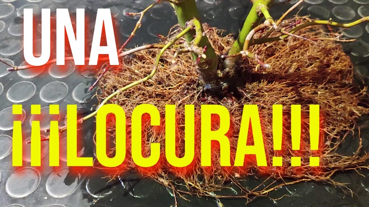 Esto es lo que necesita un Acer Palmatum - BONSAI