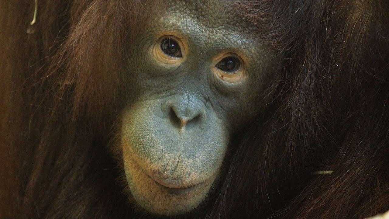So verspielt sind die neuen Orang-Utans I Tiergarten Schönbrunn