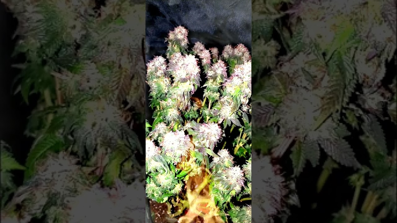 Ethos Cherry gar-see-ya   -   Black Cherry Soda x Cherry Maduro x Mandarin Sunset