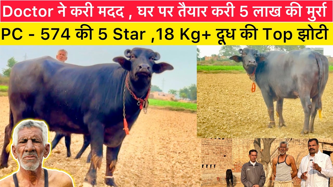 🤑PC-574 की 5 Star, 18Kg+ दूध की Top झोटी , डॉ. ने करी मदद , 98136-33440 , नगीना मुर्रा