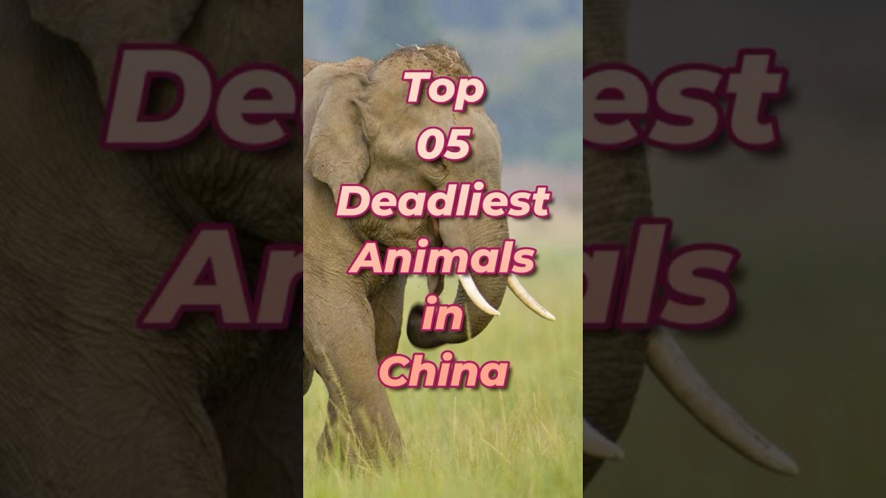 Top 5 Deadliest Animals in China 🇨🇳☠️ | Most Dangerous Creatures Revealed #shorts #china #wildlife
