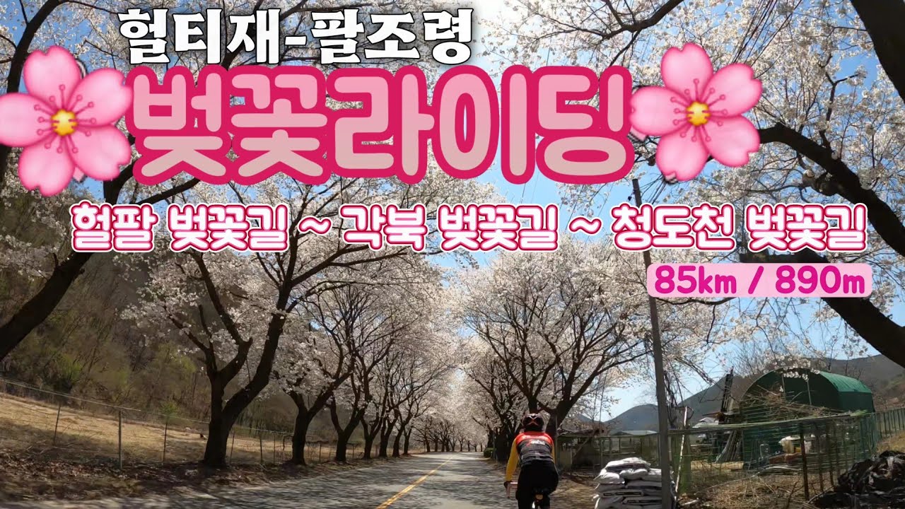 🌸 2025헐티재_팔조령 벚꽃라이딩 🌸ㅡ2025.04.07