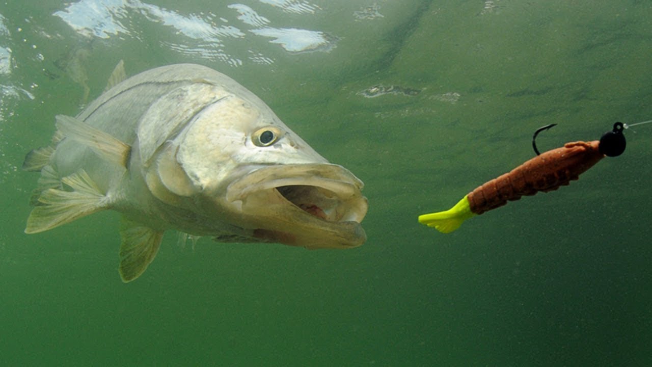 Snook Fishing: How To Catch Snook In The Summer