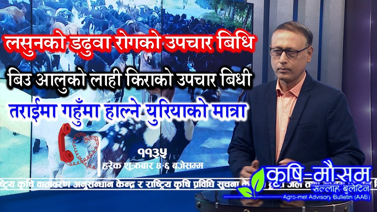 लसुनको डढुवा रोगको उपचार बिधि || चिसोमा माछालाइ कसरी बचाउने || #badrigautam