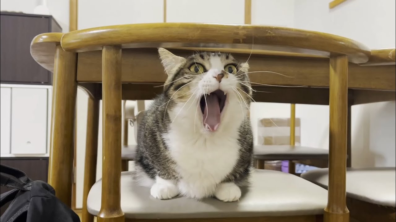 里親さん宅で猫に凄く怒られる息子