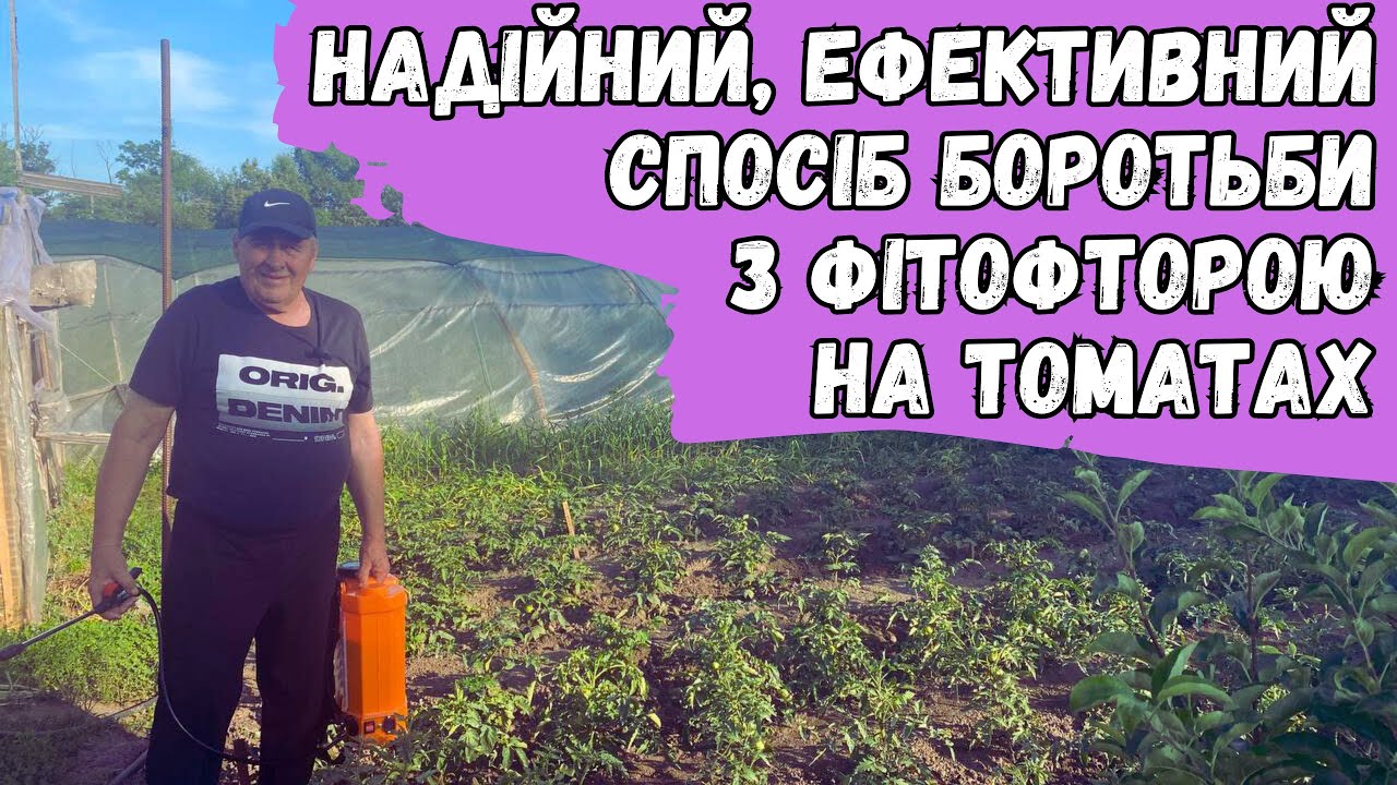 Надійний, ефективний спосіб боротьби з фітофторою на томатах