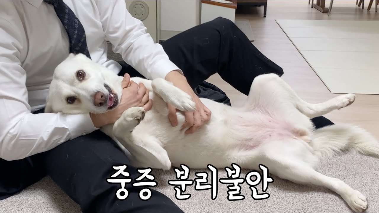 진돗개는 절대 주인이 바뀔 수 없는 이유 | [복순로그 Ep.11]