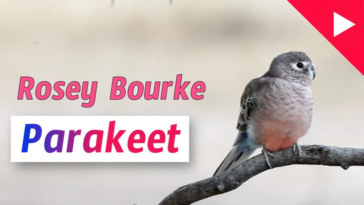Rosey Bourke Parakeets as Pets | Living with Rosey Bourke Parakeets | Species Spotlight