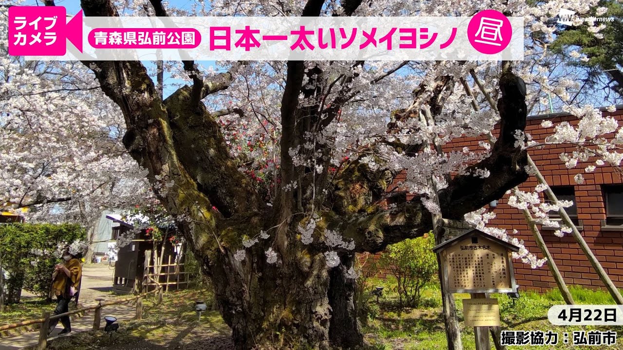 🌸桜ライブカメラ🌸青森県弘前公園〜日本一太いソメイヨシノ〜＜昼＞／2025年4月22日(火) #天然記念物 #日本三大桜