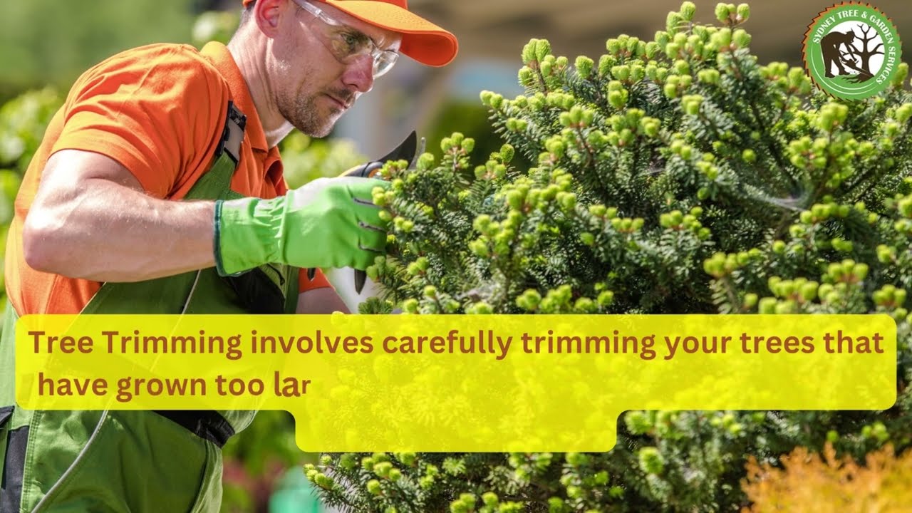 Tree Removal Services Dulwich
