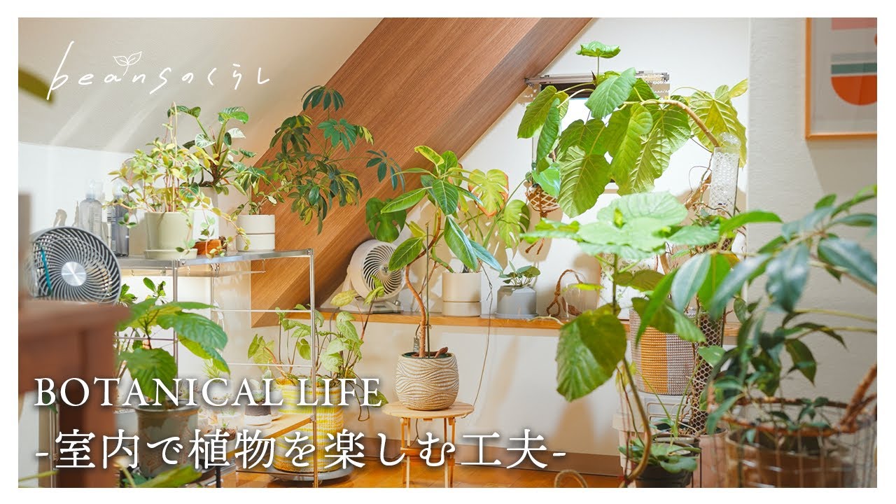 大変な時もあるけど...室内で植物を楽しむために意識していること。