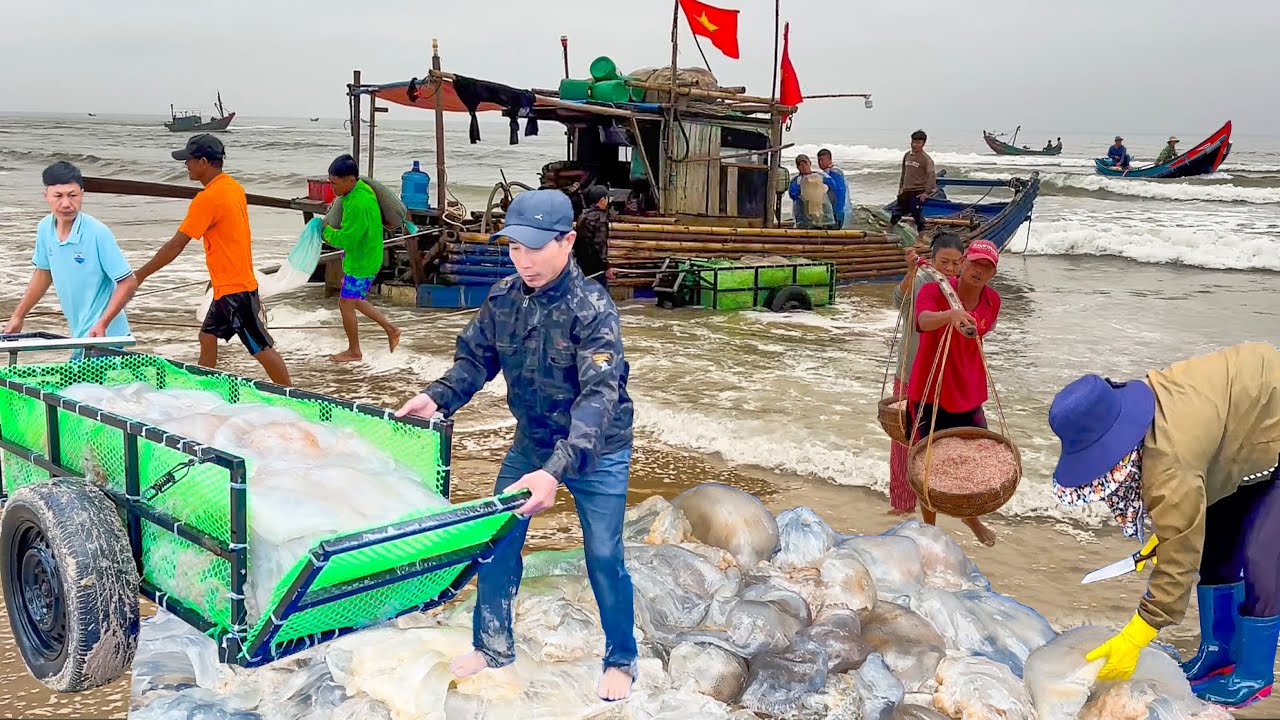 Ngư Dân Vớt Sứa Bán 20 Ngàn 1 Con Ở Quảng Trị ║Ruốc Vào Bờ 10 Phút Là Đầy Đảy