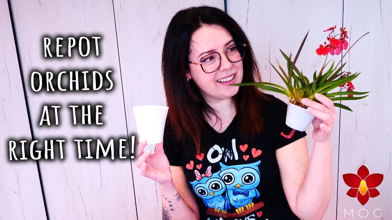 Why it's SO important to repot your Orchid at the right time! - Orchid Care for Beginners