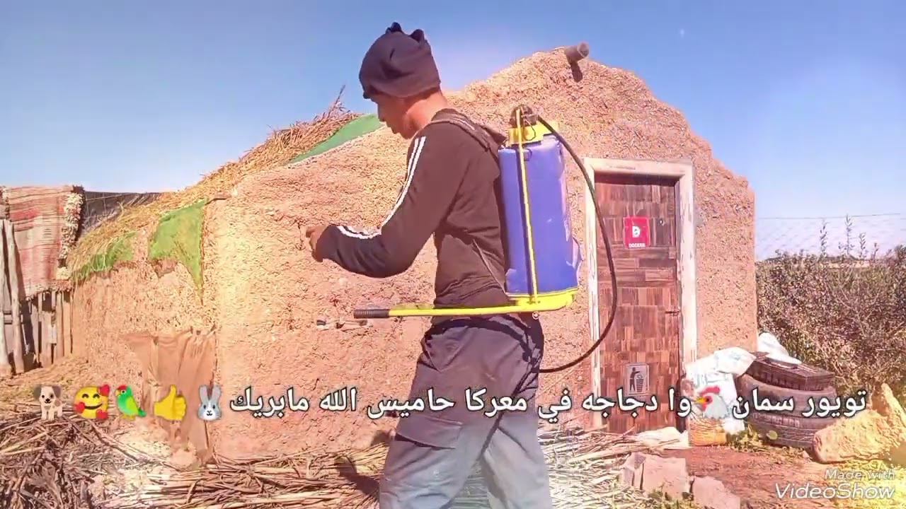 تعقيم الأرضيات ومعرك بين دجاج 🐔🐔