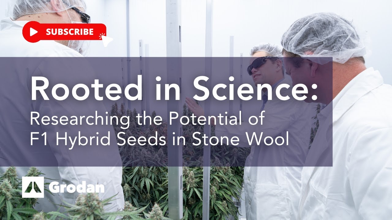 Rooted in Science: Researching the Potential of F1 Hybrid Seeds in Stone Wool