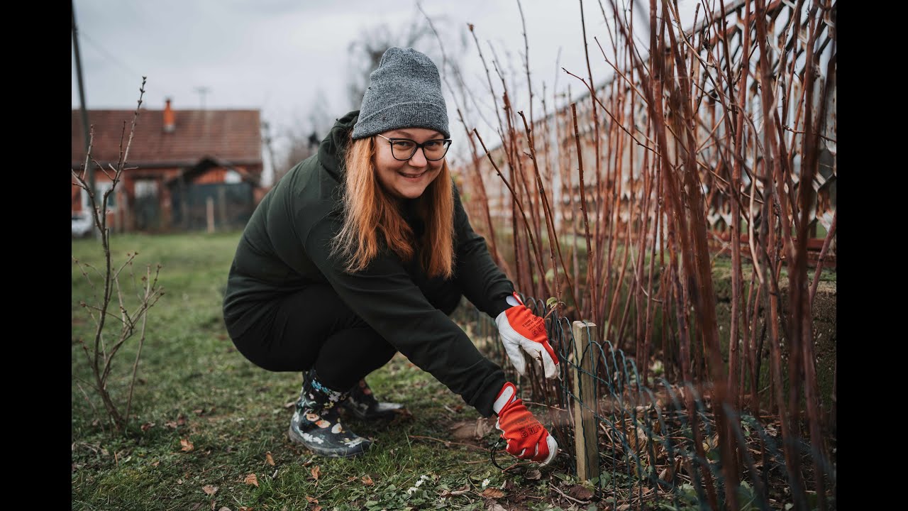 Maline pričaju: Molimo vas, ošišajte nas! – Rezidba malina na zabavan način!