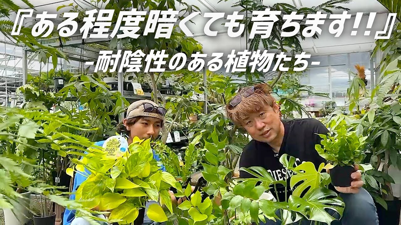 日光が確保しにくい場所でも育てやすい植物たちをご紹介します!!