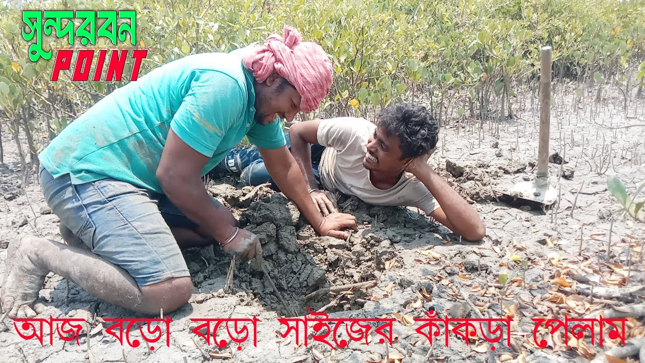 আজ অনেক দিন পর গর্ত খুলে প্রচুর কাঁকরা ধরলাম II Crab Hanting II Sundarban Point Video