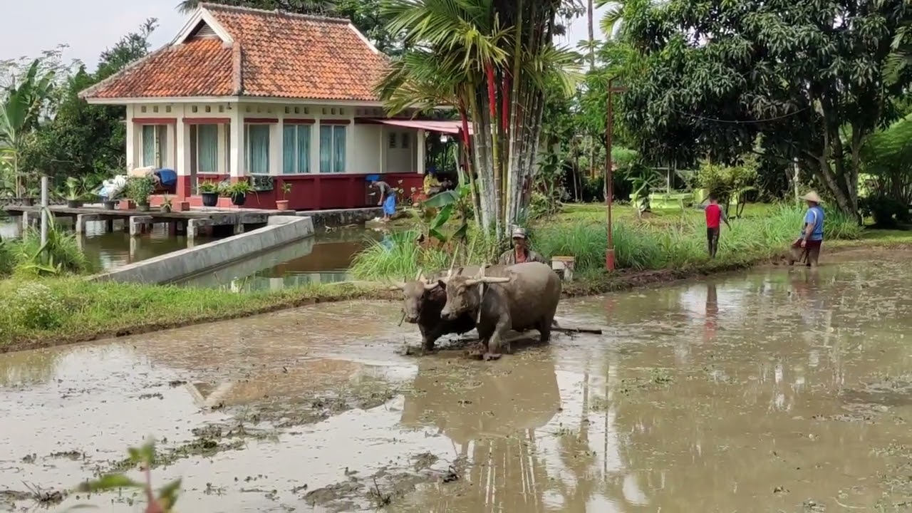 Membajak Sawah Secara Tradisional Menggunakan Kerbau - Episode Lanjutan
