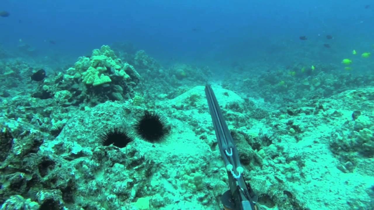 spearfishing hawaii- SKS MAD JACKS
