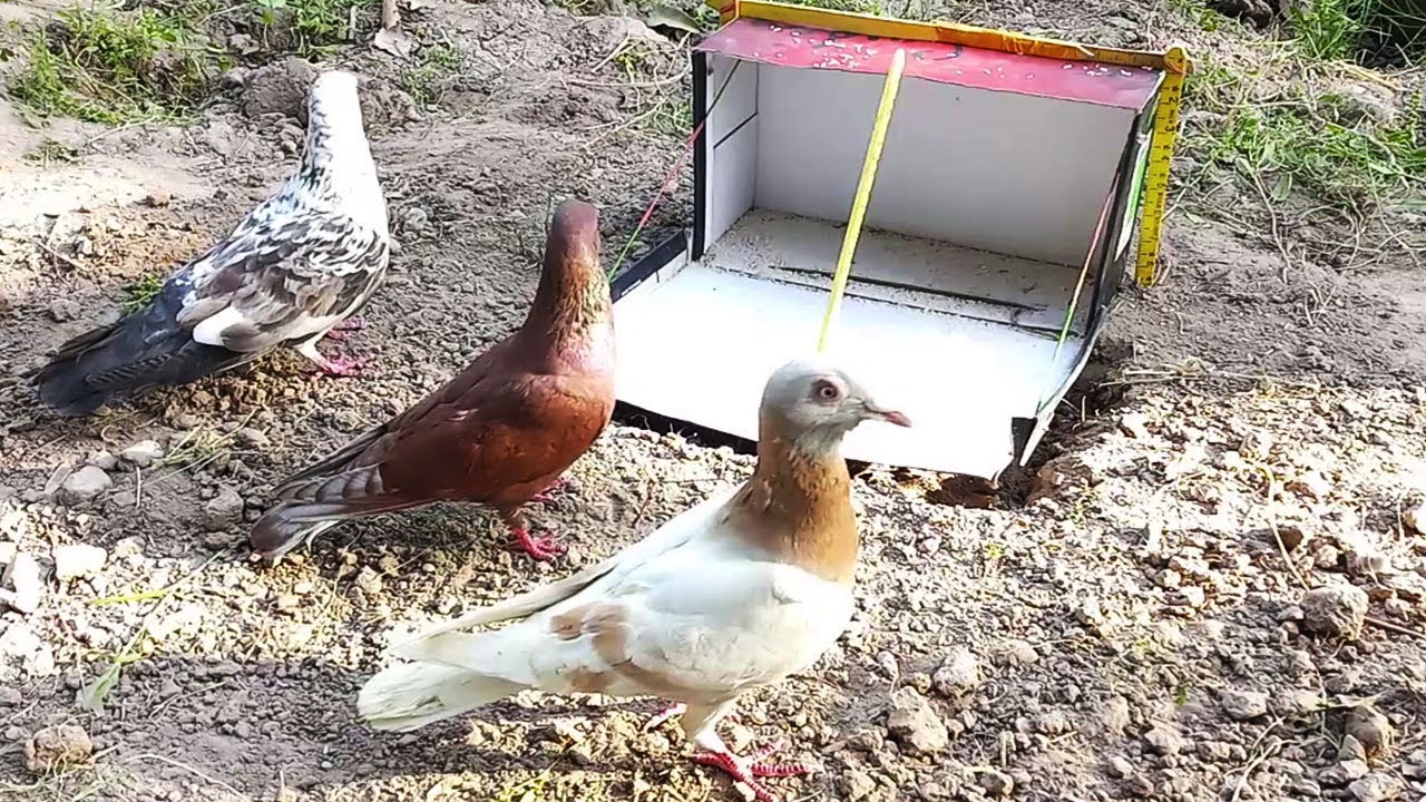 Bird trap use with shoes box