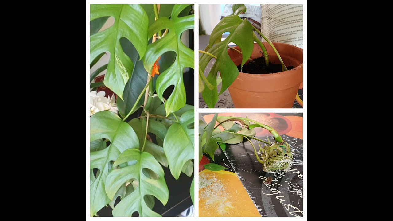 Bouturage Monstera Minima (Rhaphidophora tetrasperma) et Rempotage 9 mois après!