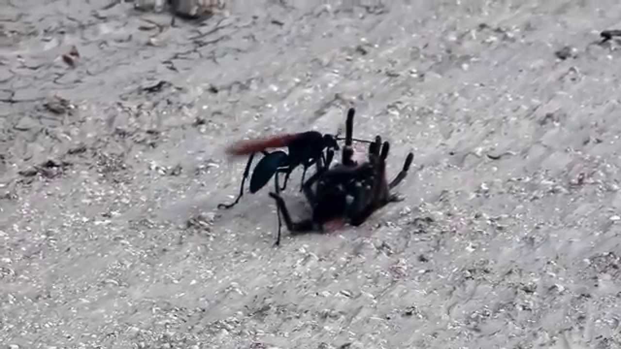 Tarantula VS Pepsis Wasp (Tarantula Hawk)