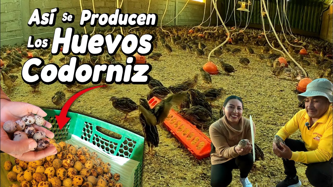 Así se PRODUCEN los HUEVOS de CODORNIZ en el frío del Cotopaxi 🇪🇨 - Emprendimiento ecuatoriano