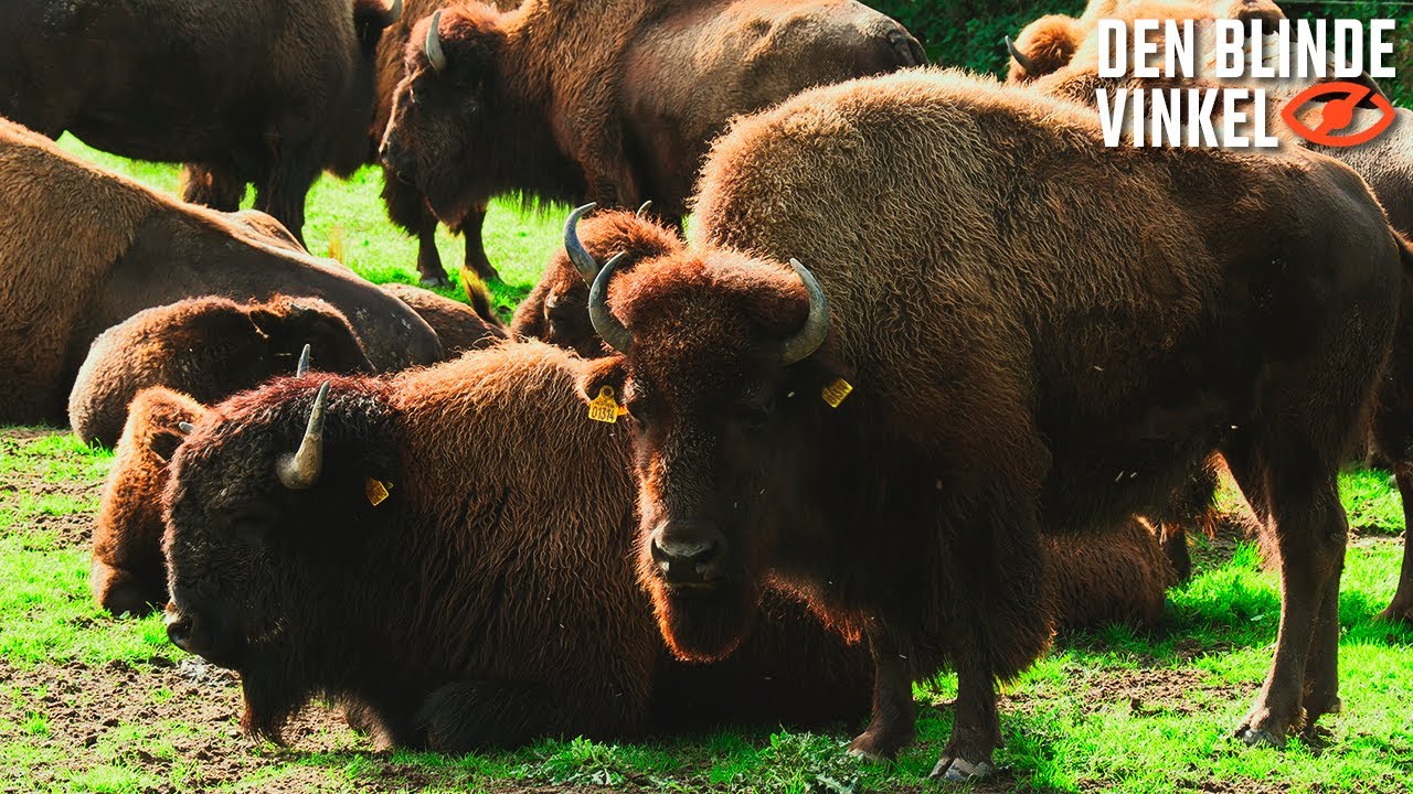 Den Blinde Vinkel - Ditlevsdal Bison Farm