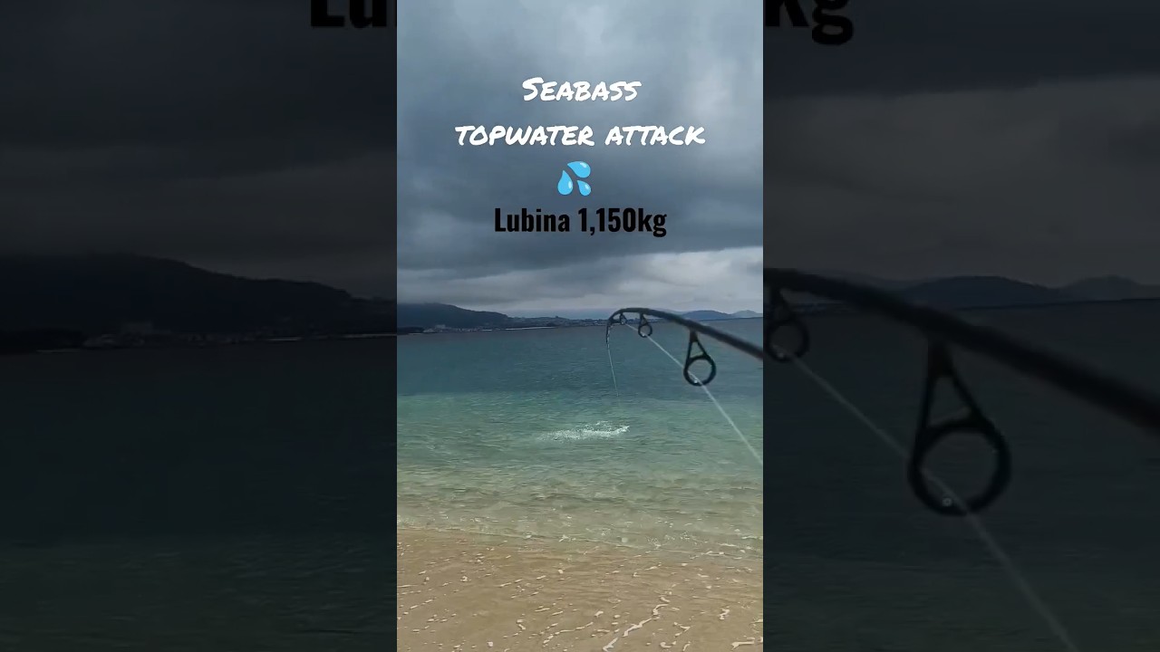 Lubina top water. #seabass #spinning #Galiza #Robaliza #O_Morrazo #Daiwa #Prorex_AGS #topwater