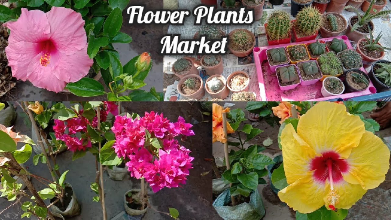 Galiff Street Flower Plants Market Visit ink Kolkata।। Tala Hat Shyambazar