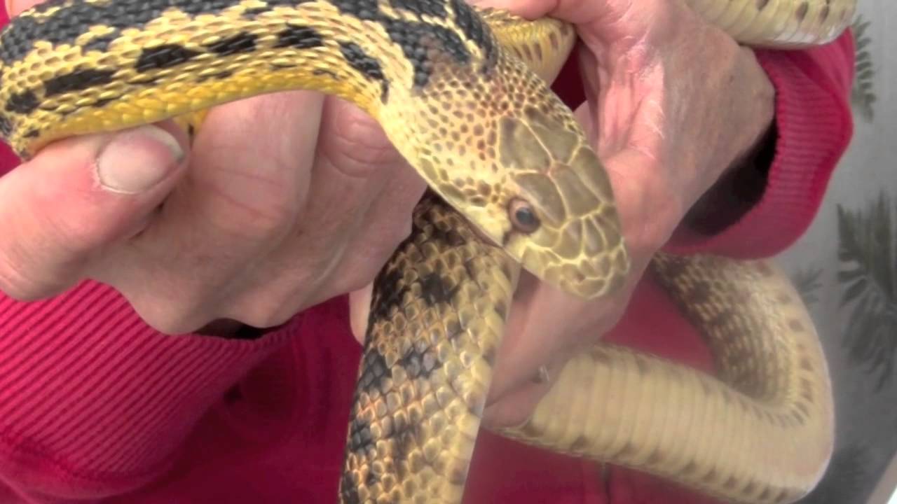 Exotic Animals Make Learning Exciting for Kids