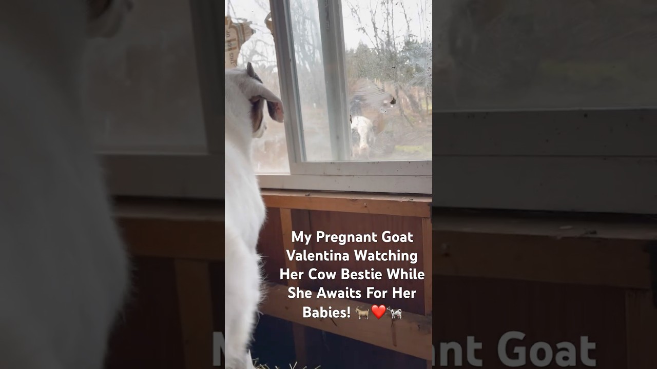 My Pregnant Goat Valentina Jumped On A Bale Of Hay To See Her Cow Bestie 🐐❤️🐄
