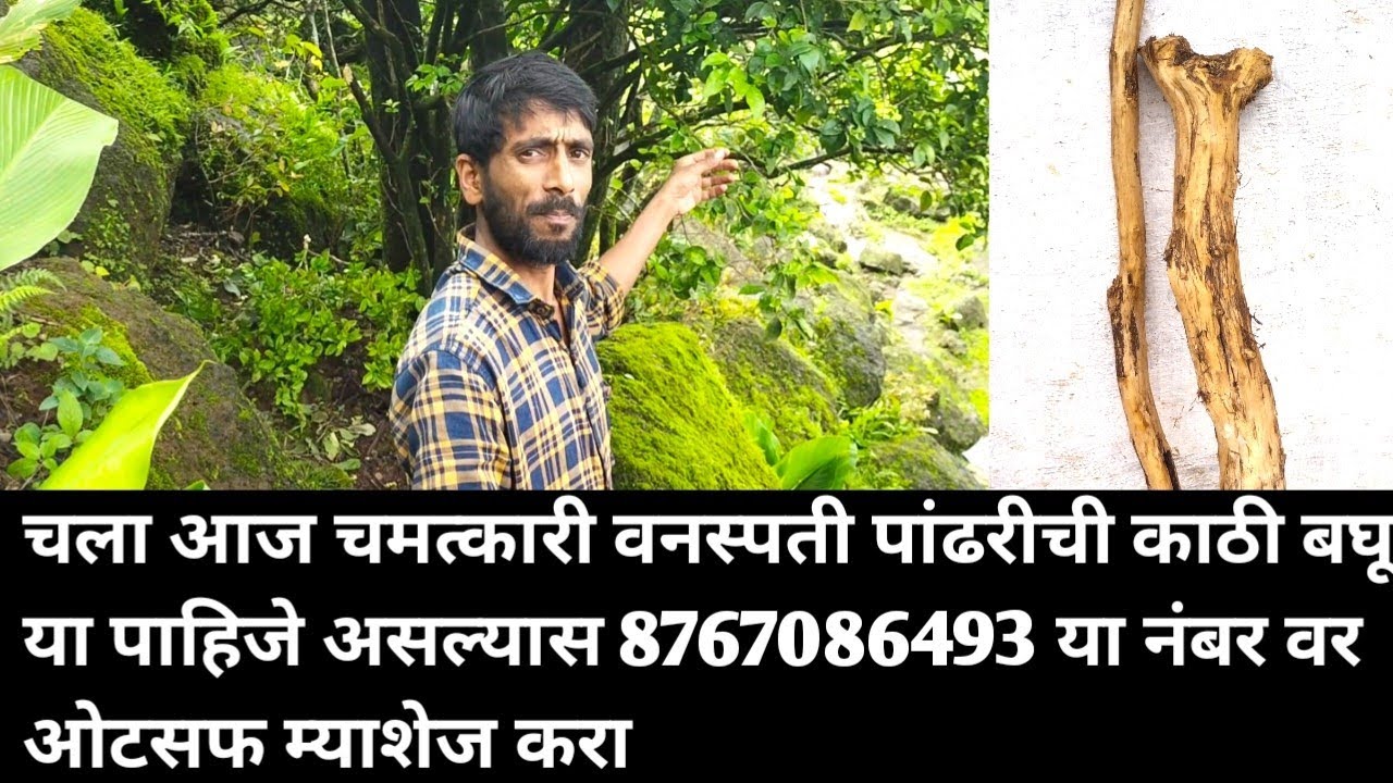 चला आज चमत्कारी वनस्पती पांढरीची काठी बघू या पाहिजे असल्यास 8767086493 या नंबर वर ओटसफ म्याशेज करा