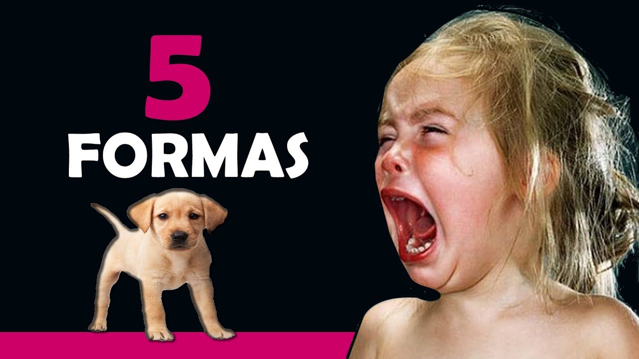 5 formas de convencer sua MÃE de ter um cachorro