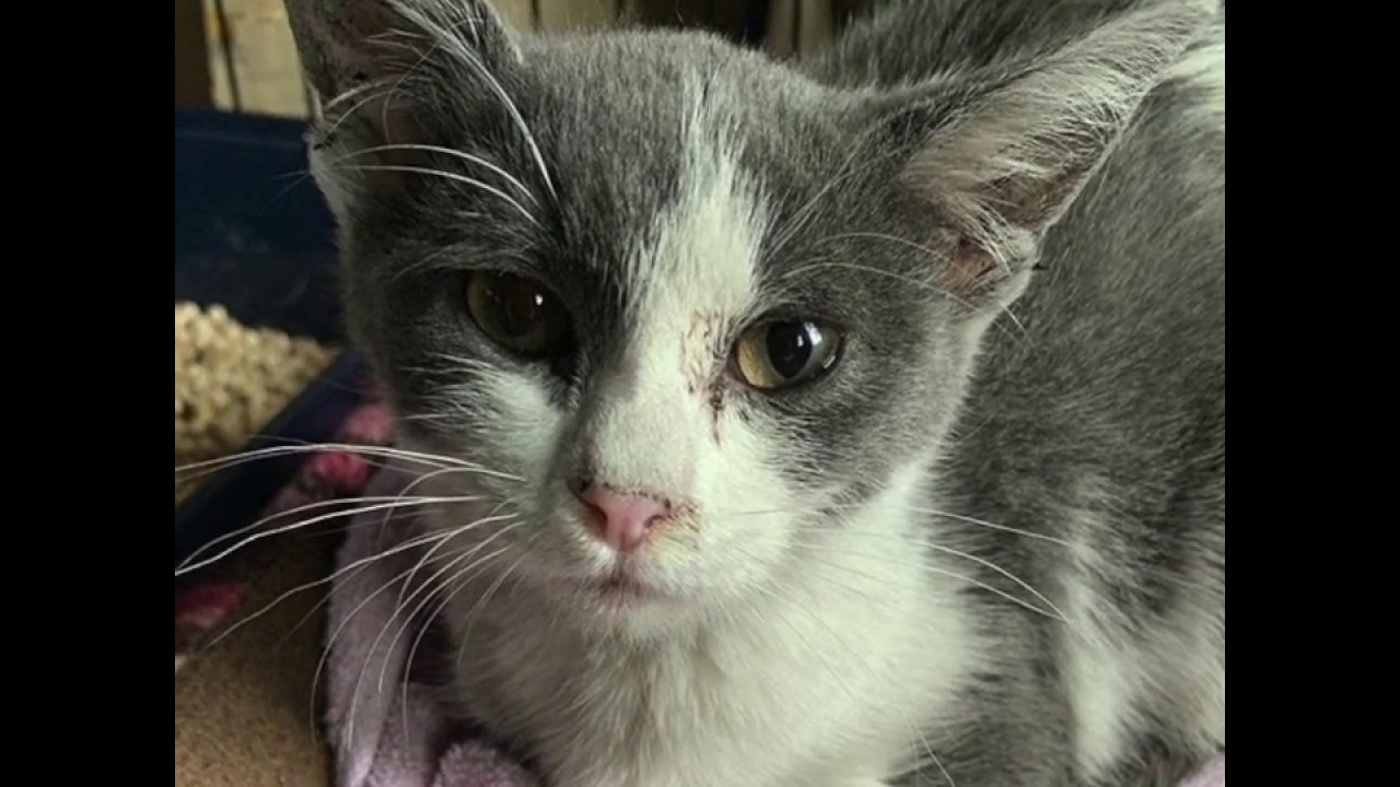 Stray cat so happy to have good food, safe shelter and a friend to cuddle with