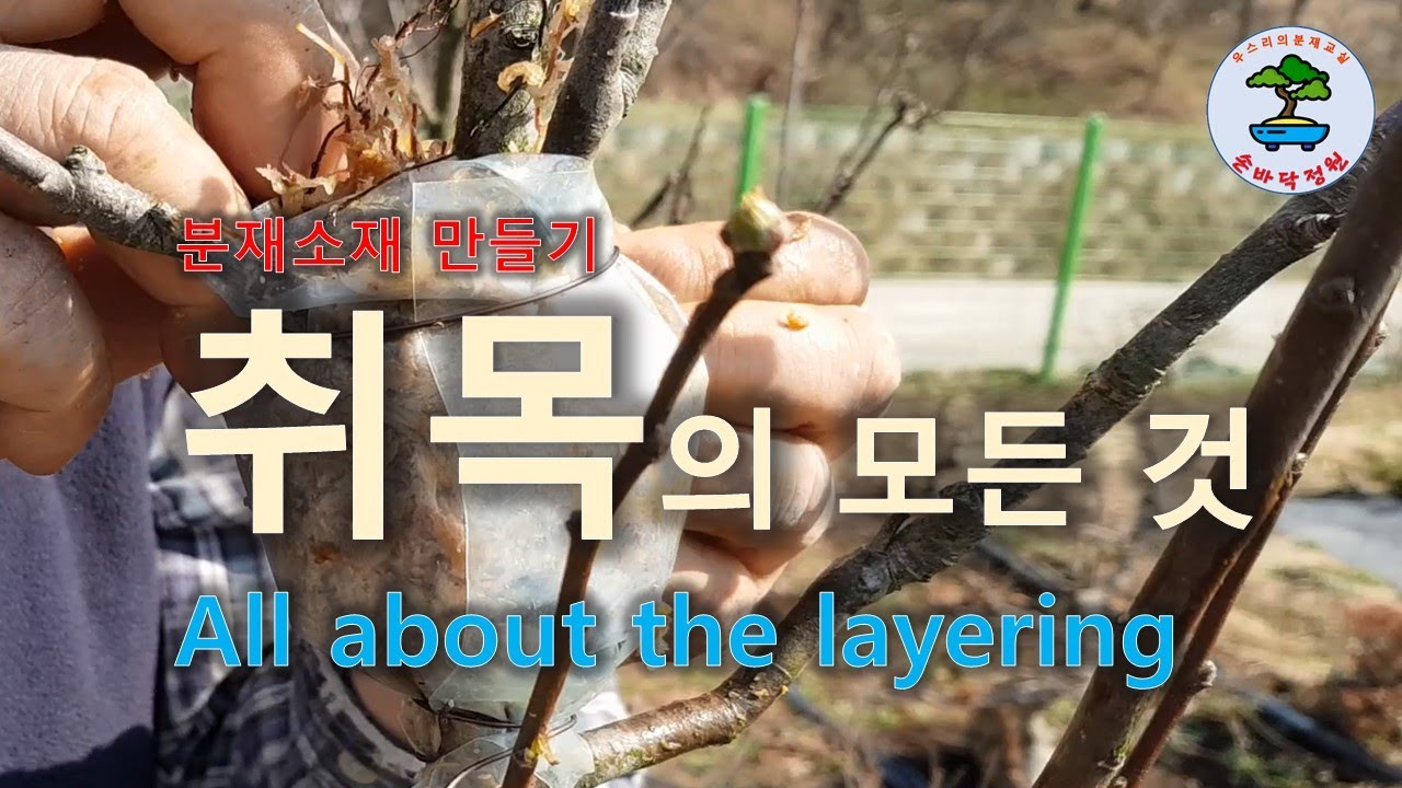 분재 소재 만들기, 취목의 모든 것All about the layering