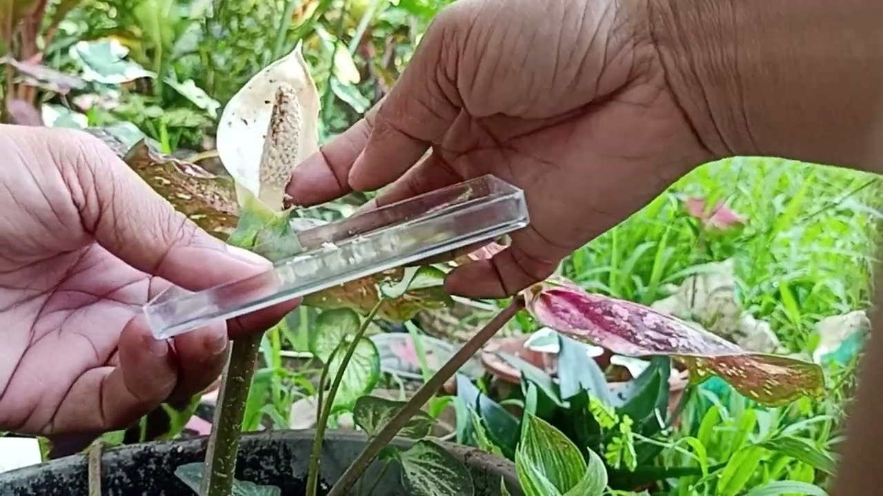 How to pollinate caladium flower?