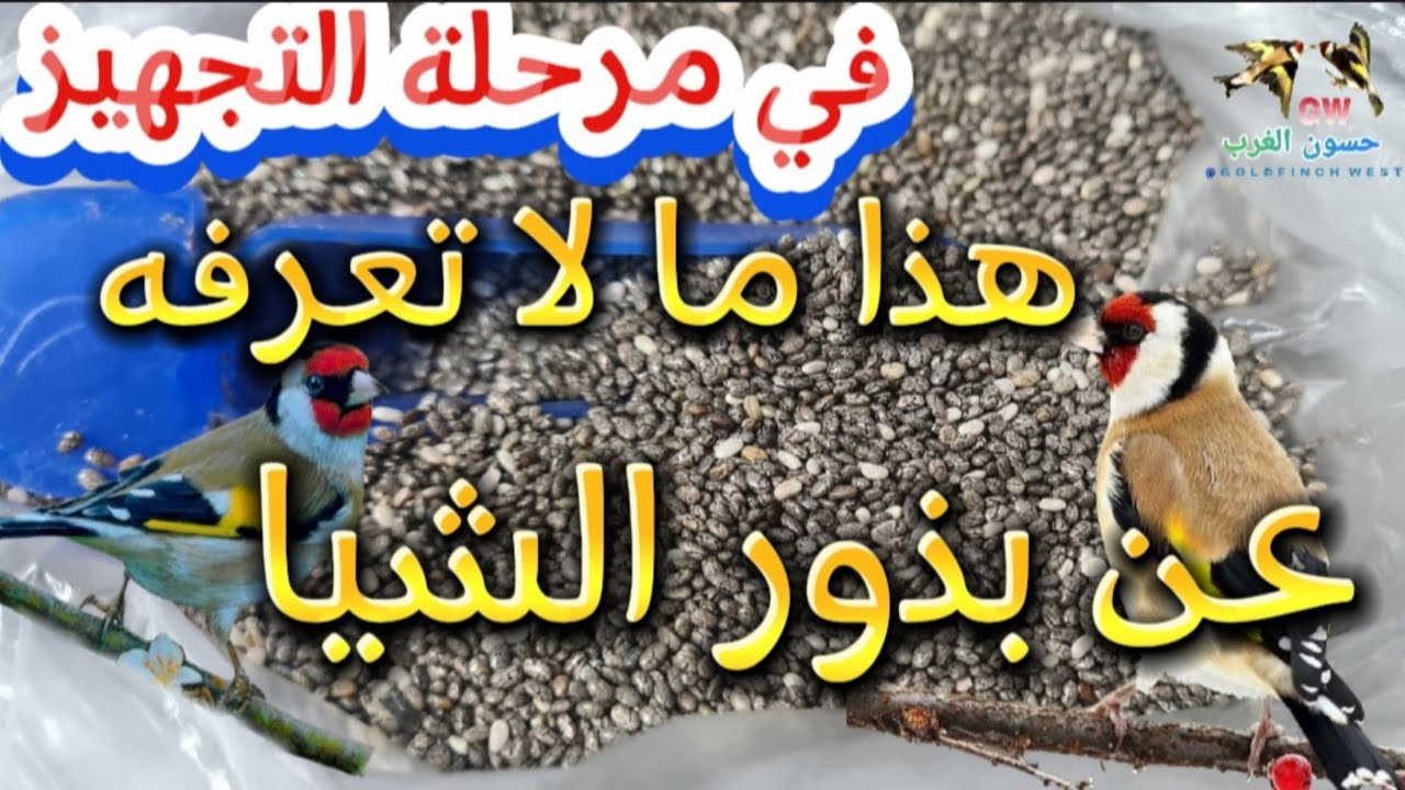 في مرحلة التجهيز | هذا ما لا تعرفه عن بذور الشيا